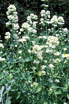 Centranthus albus ruber (valériane blanche)
